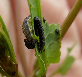 Nicolentomo - Hypera sp. - réf. 111003 (321 x 303 pixels, 115 ko)