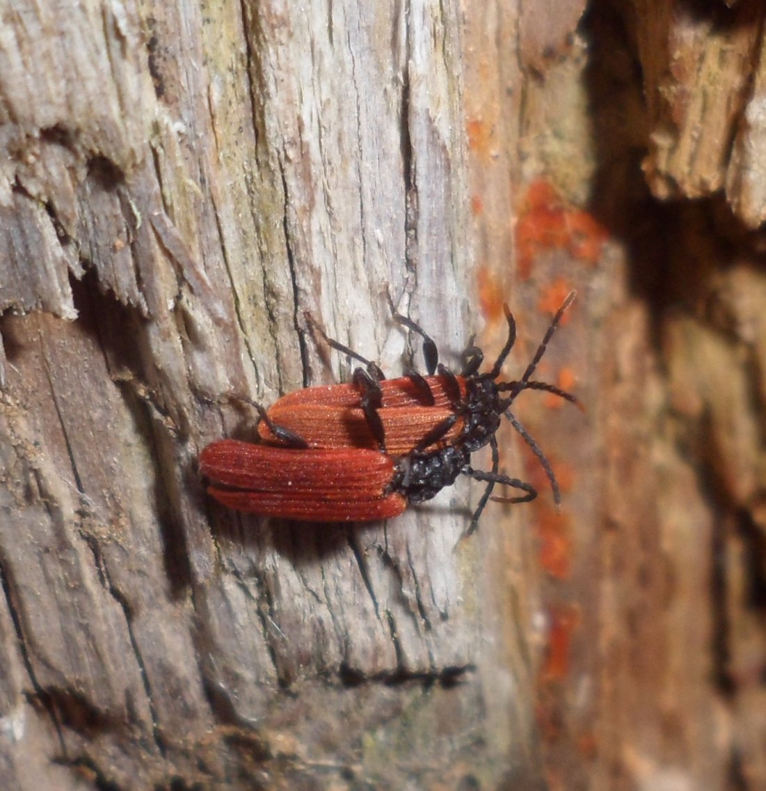 M. Bellifa - Platycis minutus - réf. 111507 (1101 x 1136 pixels, 204 ko)