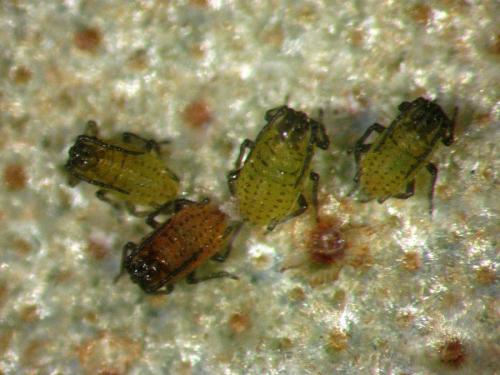 Capitophorus elaeagni