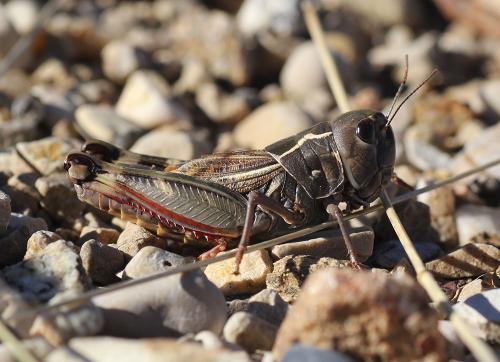 Arcyptera kheili