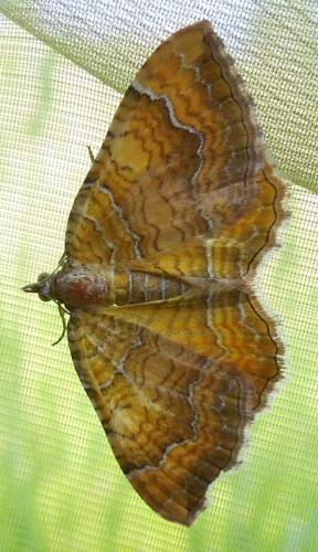 Réf. 112 362 : Camptogramma bilineata