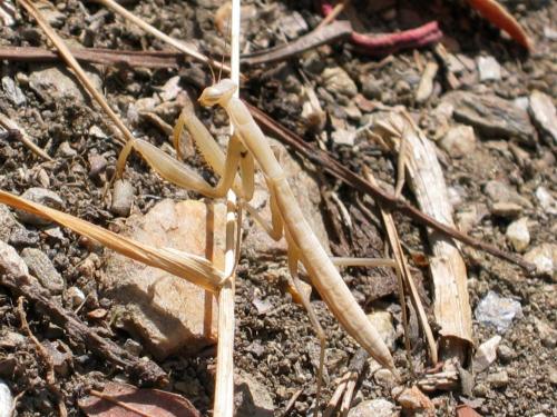 Mantis religiosa