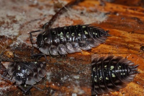 Réf. 112 426 : Oniscus asellus