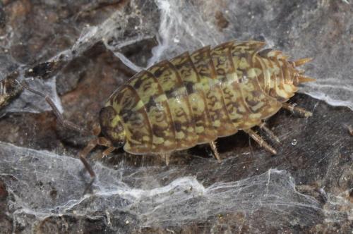 Réf. 112 455 : Tiroloscia pyrenaica