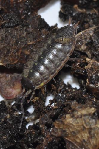 Philoscia muscorum