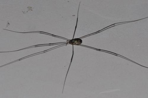Réf. 112 163 : Leiobunum sp-a