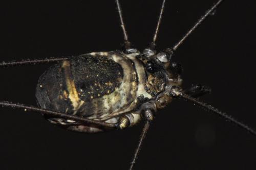 Leiobunum sp-a