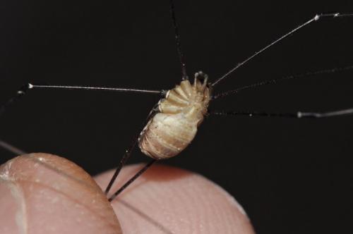 Leiobunum sp-a
