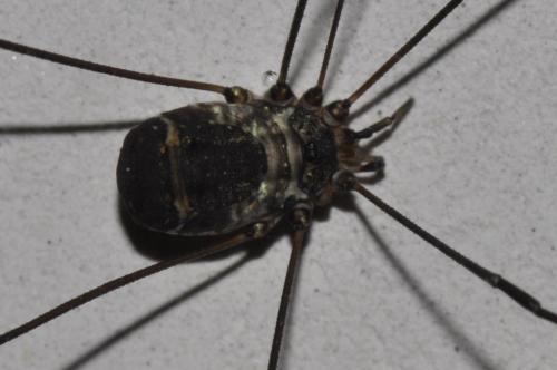 Leiobunum sp-a