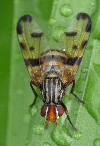 Otites porcus