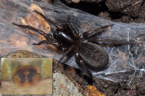Réf. 112 167 : Inermocoelotes inermis