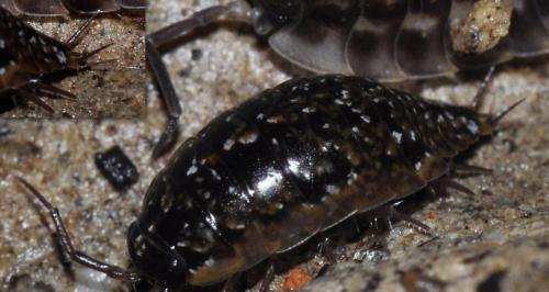 Ligidium hypnorum