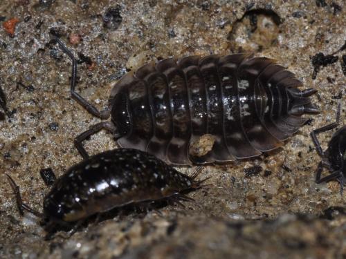 Réf. 112 572 : Oniscus asellus