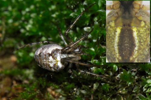 Réf. 112 165 : Metellina segmentata
