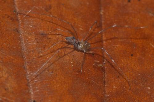 Réf. 112 210 : Mitostoma chrysomelas