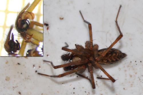 Histopona torpida