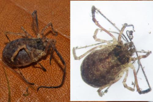 Réf. 112 267 : Lophopilio palpinalis