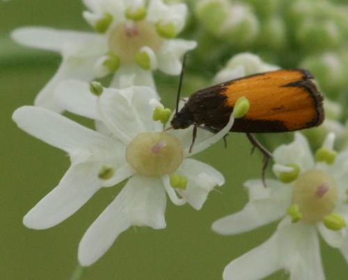 Pammene aurana