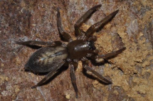 Clubiona corticalis