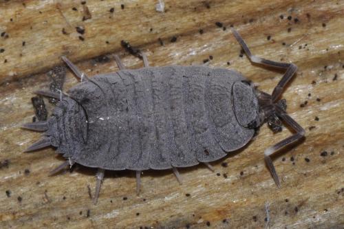 Porcellionides pruinosus