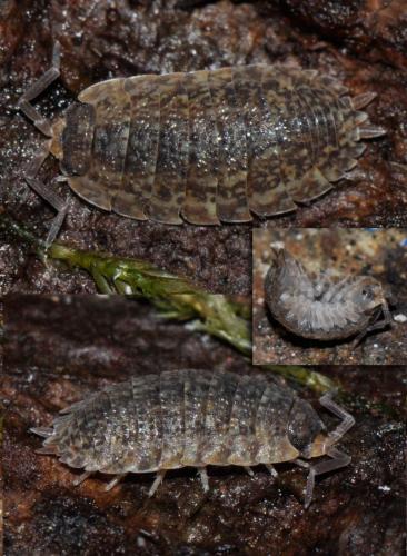 Porcellio scaber
