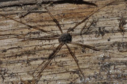 Nelima sp.