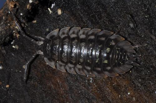 Oniscus asellus