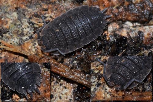 Réf. 112 474 : Porcellio scaber