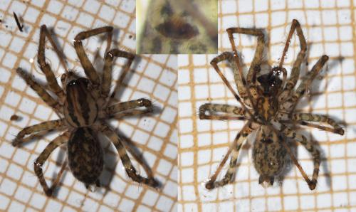 Tegenaria hasperi