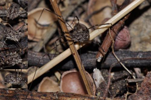 Réf. 112 485 : Nelima sp.