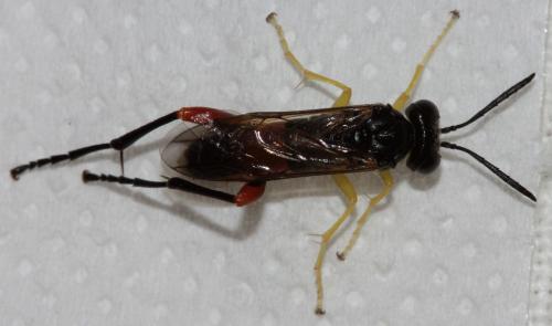 Réf. 112 740 : Macrophya rufipes