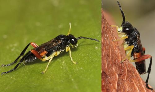 Réf. 112 741 : Macrophya rufipes