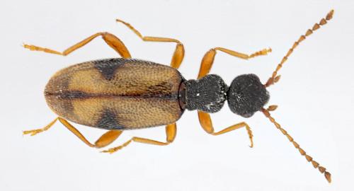 Réf. 112 634 : Cordicomus gracilis