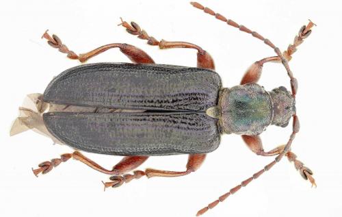Réf. 112 632 : Plateumaris braccata
