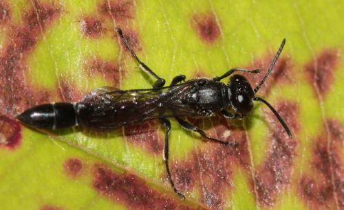 Trypoxylon attenuatum