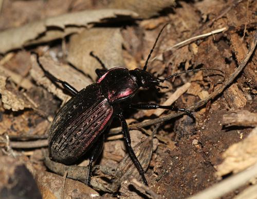 Réf. 112 213 : Carabus morbillosus