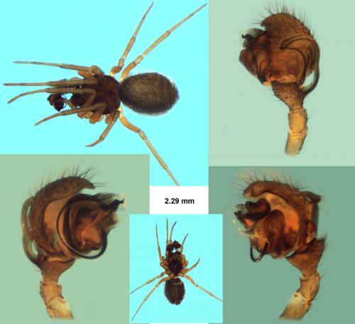 Trichoncus auritus