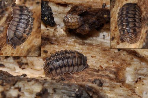Armadillidium nasatum