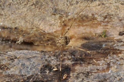 Leiobunum blackwallii