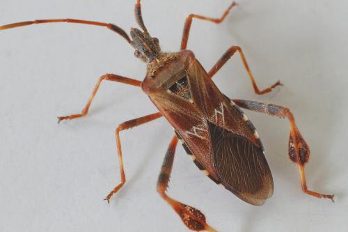 Réf. 112 537 : Leptoglossus occidentalis