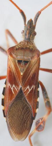 Leptoglossus occidentalis
