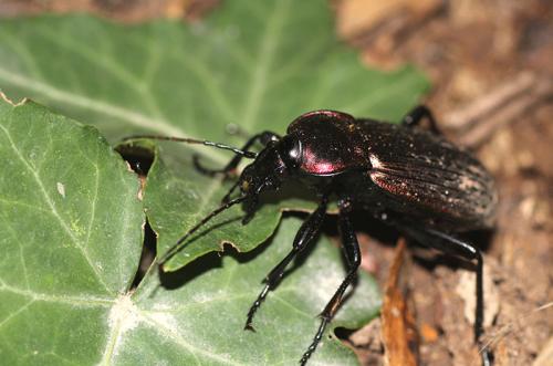 Carabus morbillosus