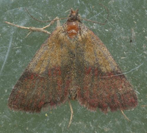 Phytometra viridaria
