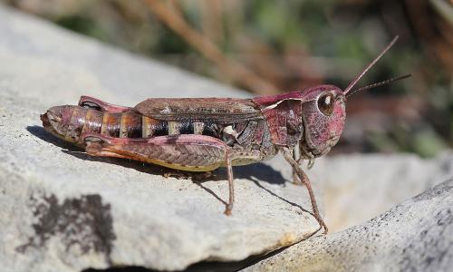 Chorthippus saulcyi daimei