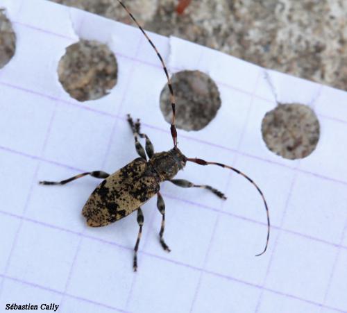 Leiopus linnei