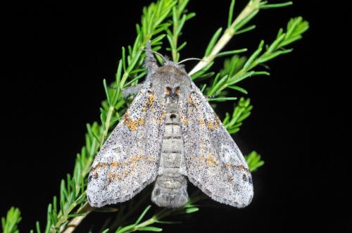 Dicallomera fascelina