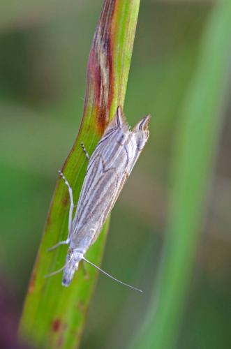 Metacrambus carectellus
