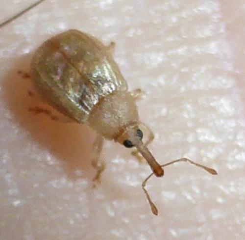 Réf. 112 261 : Neoderelomus piriformis