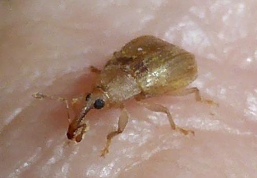 Neoderelomus piriformis