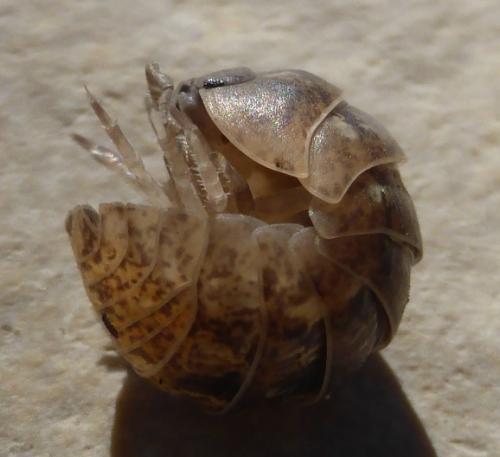 Armadillidium vulgare